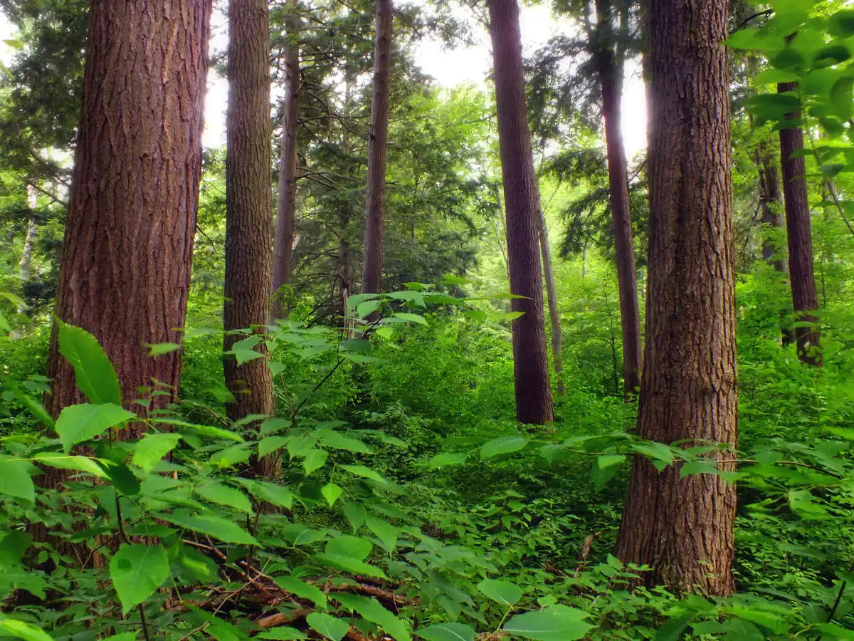 Appalachia & Allegheny Interior Forests (NA24)