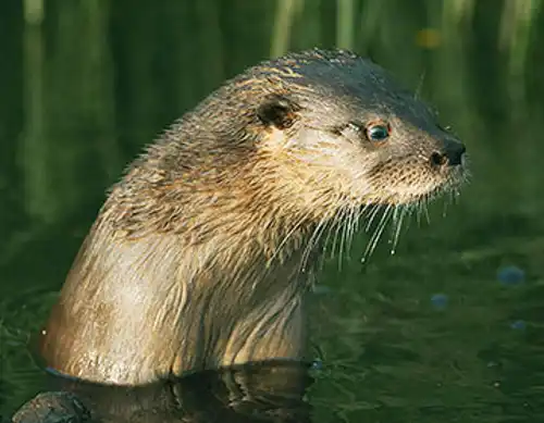 Southern river otter (Lontra provocax)