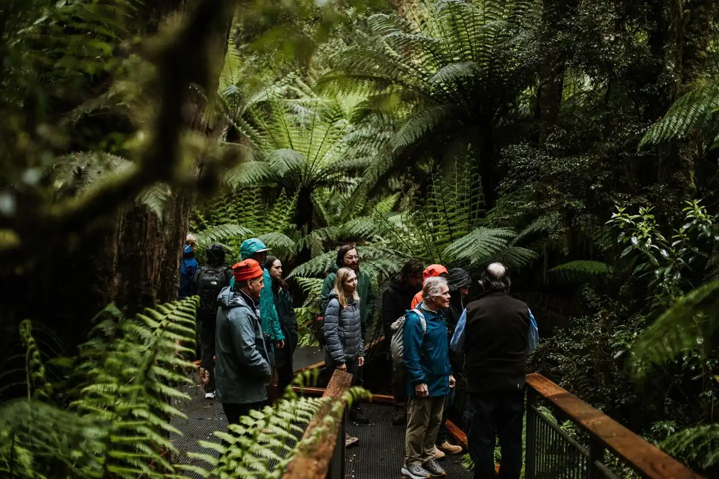 The Future Great Forest National Park of Australia