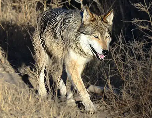 Mexican wolf (Canis lupus baileyi)