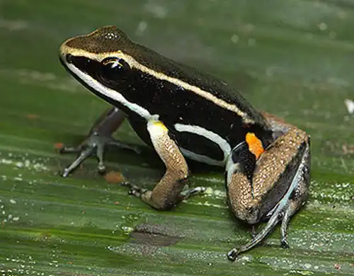Brilliant-thighed poison frog (Allobates femoralis)