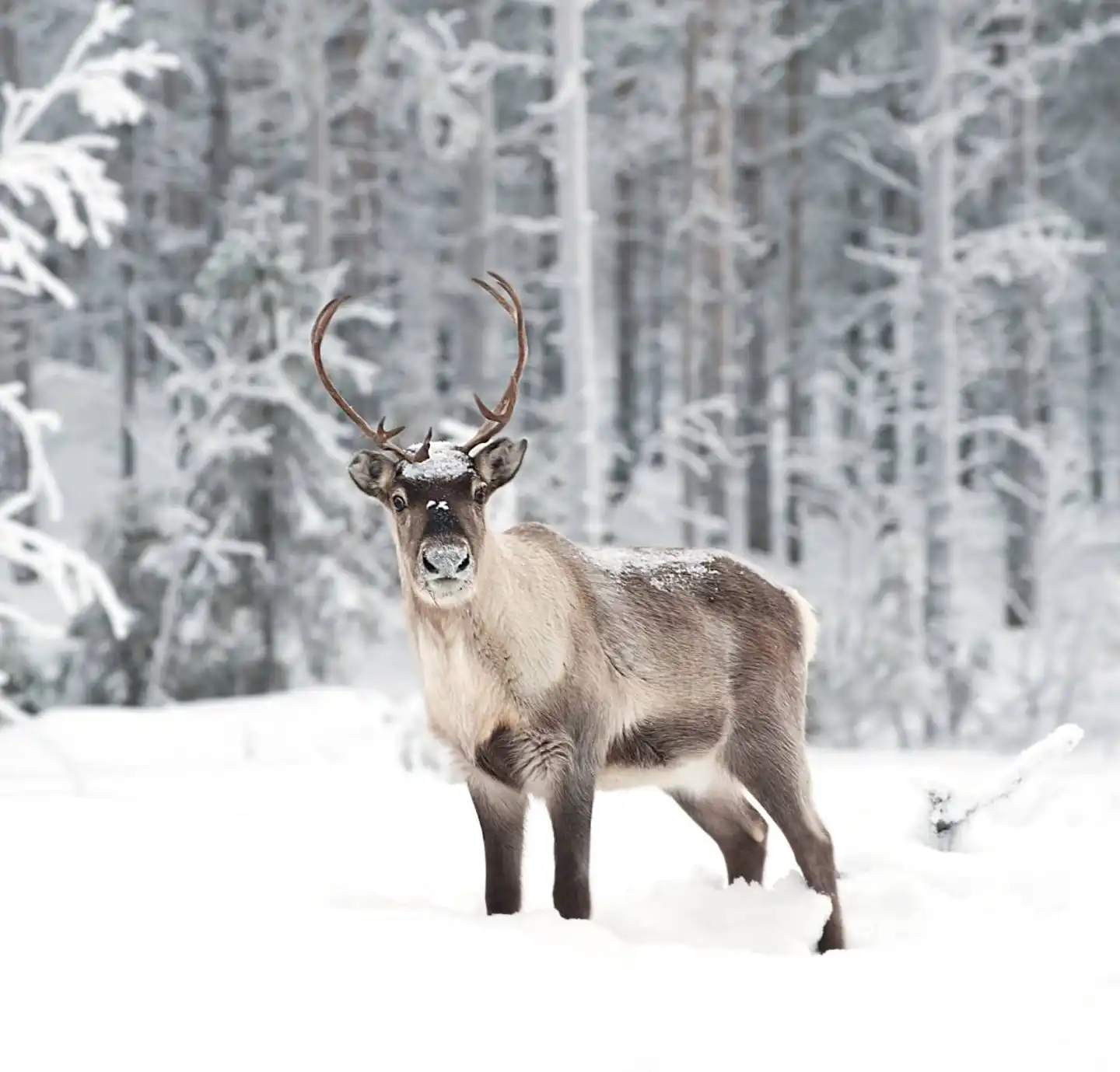 Reindeer & Caribou: Arctic ecosystem engineers of the Tundra