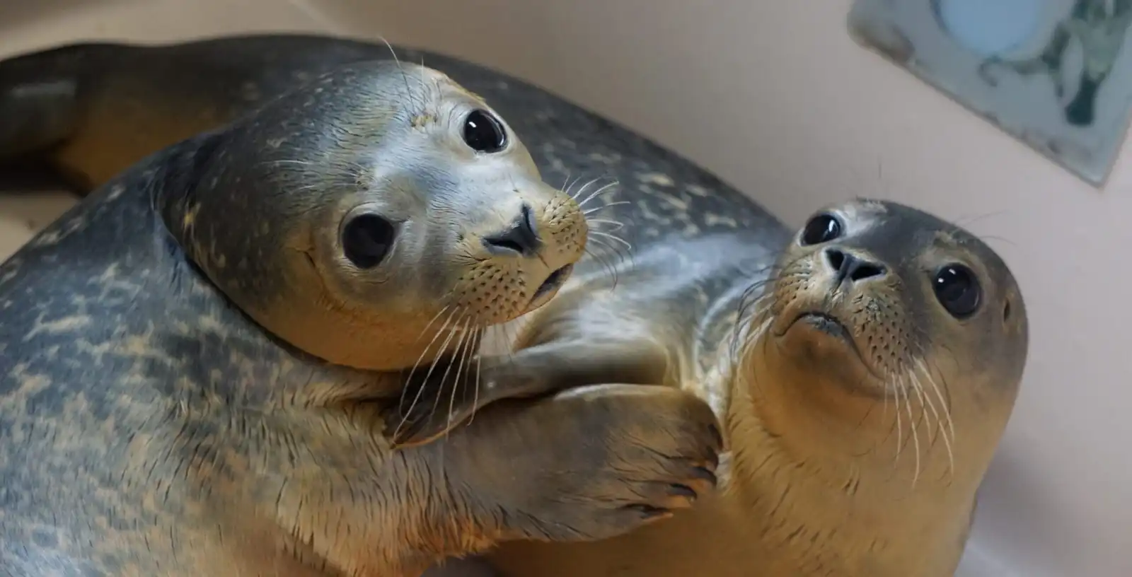 National Marine Life Center