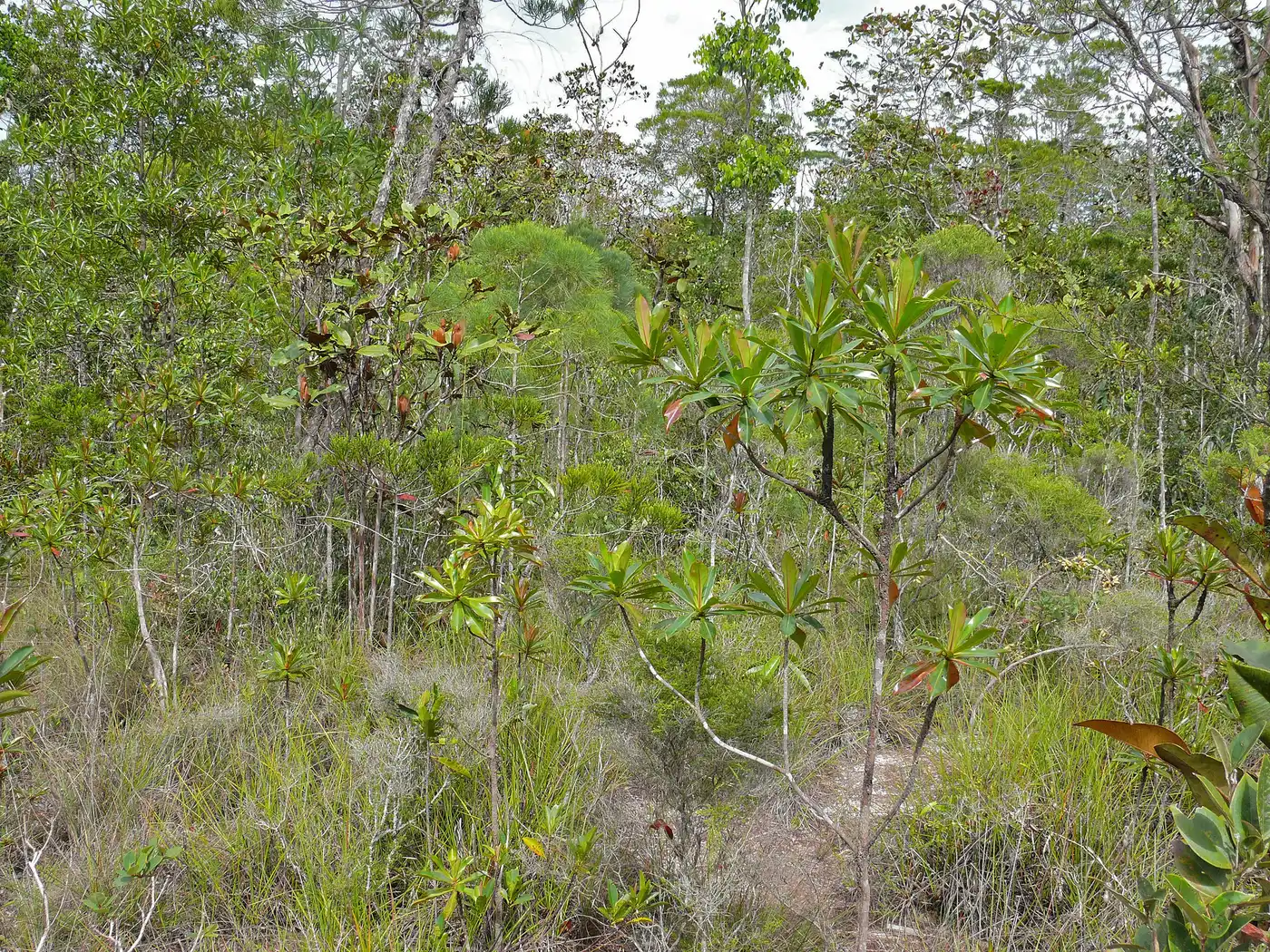 Borneo Tropical Forests & Sundaland Heath Forests (IM16)