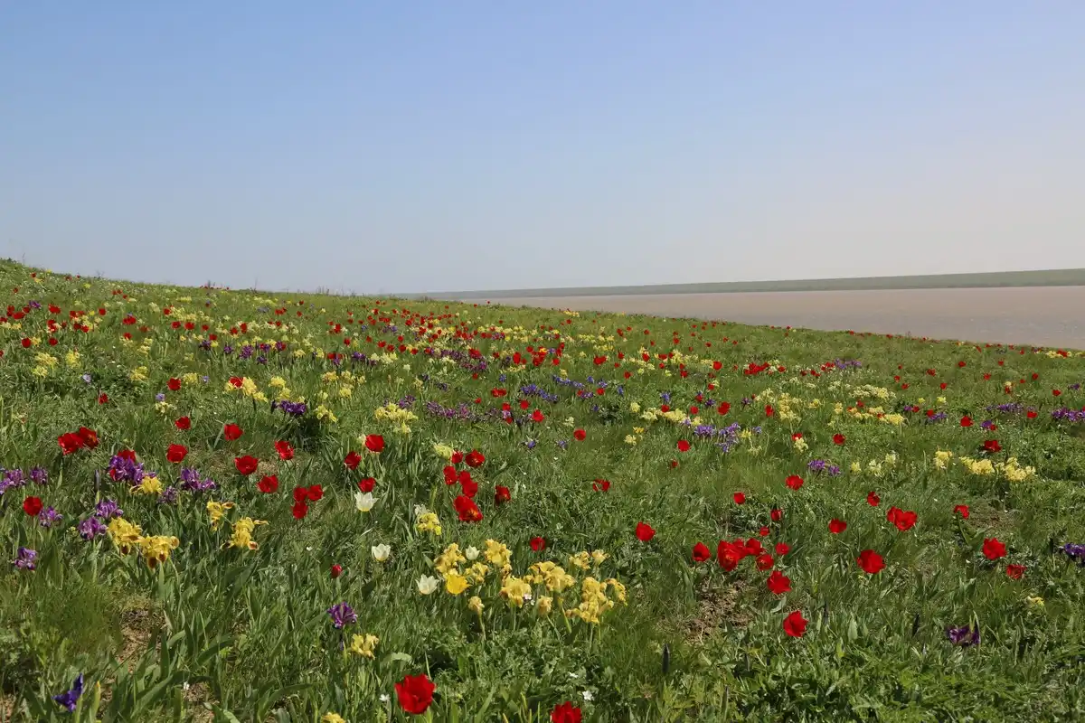 Pontic Steppe Grasslands (PA16)