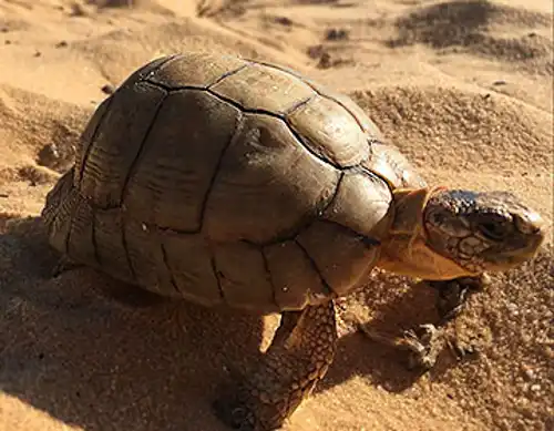 Egyptian tortoise (Testudo kleinmanni)