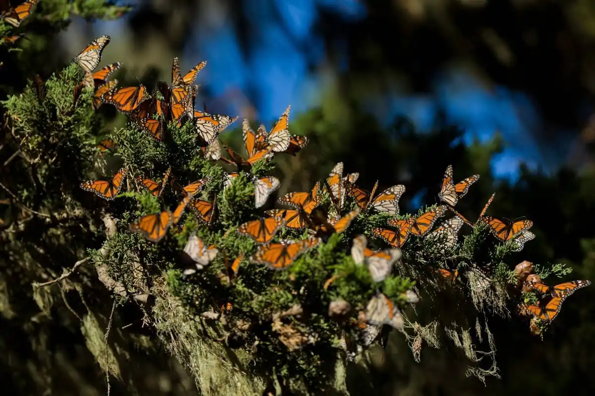 Insects