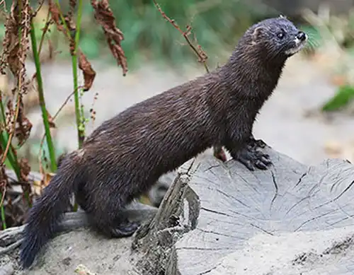 European mink (Mustela lutreola)
