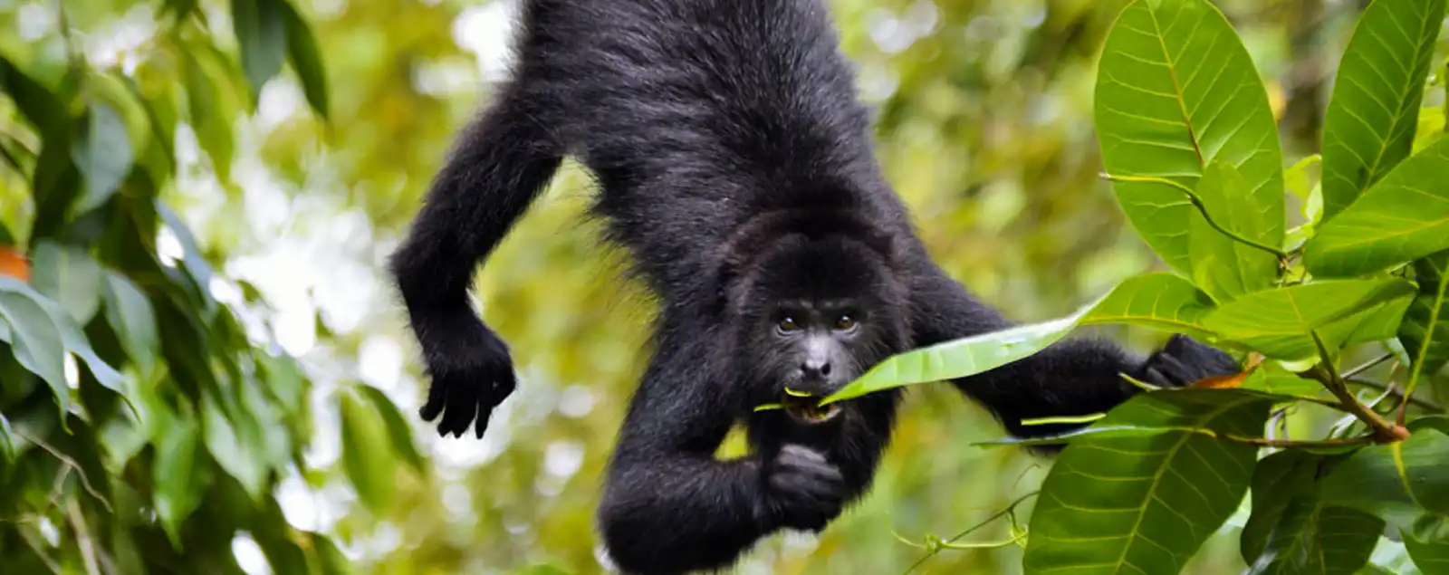 Community Baboon Sanctuary Women's Conservation Group