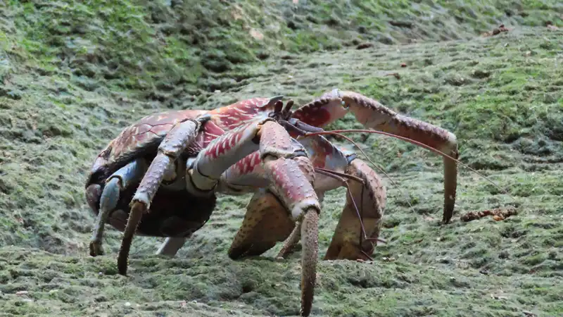 A coconut crab on Christmas Island. Image Credit: PotMart186, Wiki Commons.