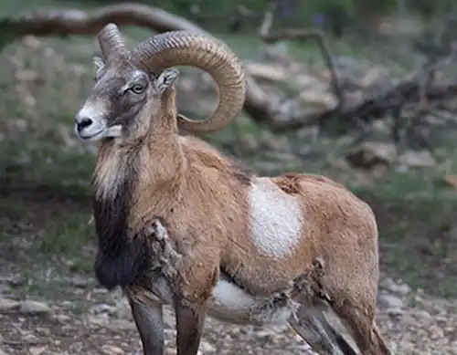 Gmelin's mouflon (Ovis gmelini)