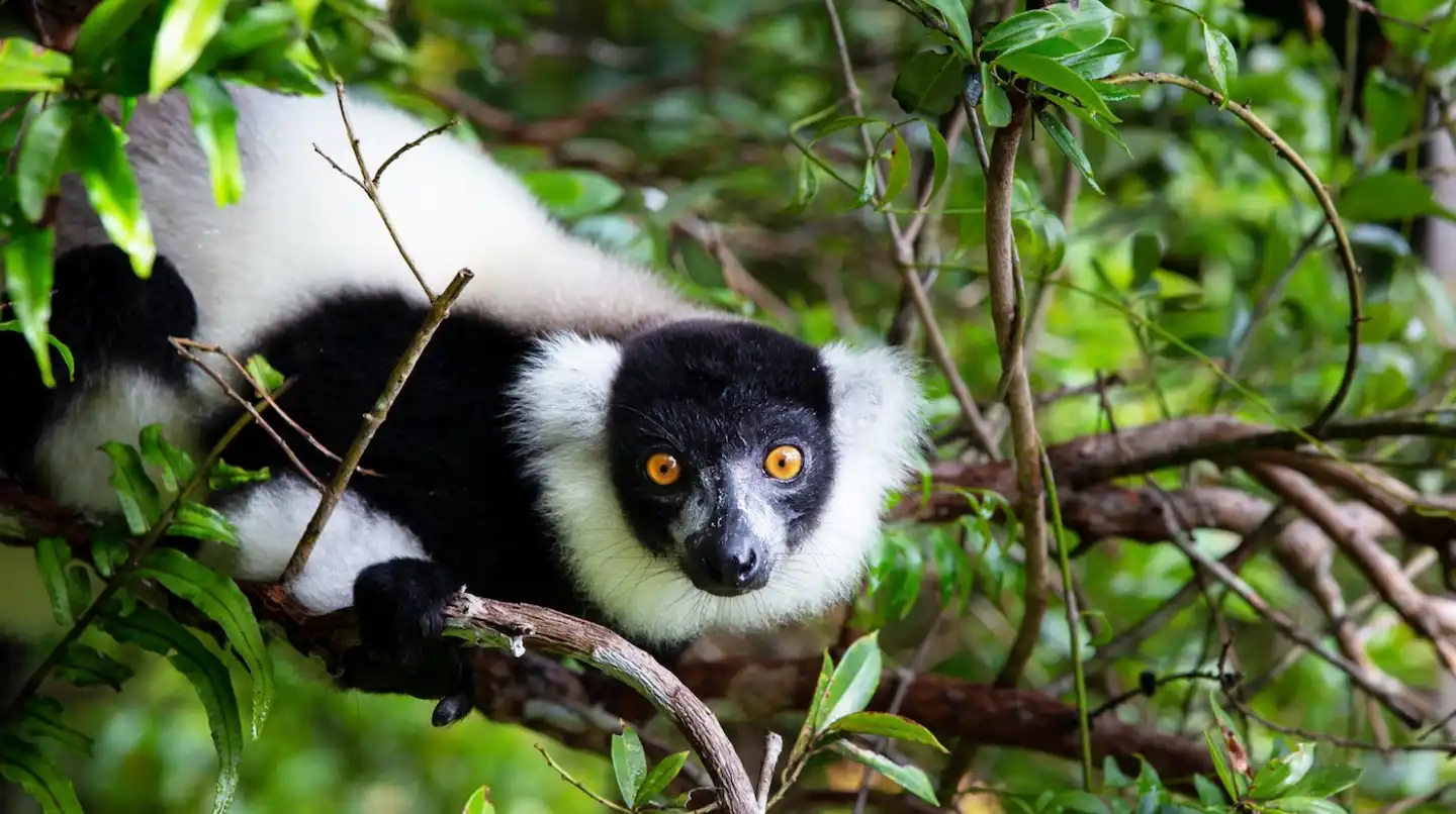 One Earth and Resolve release 'Conservation Imperatives' – a map of safe havens harboring rare and threatened species