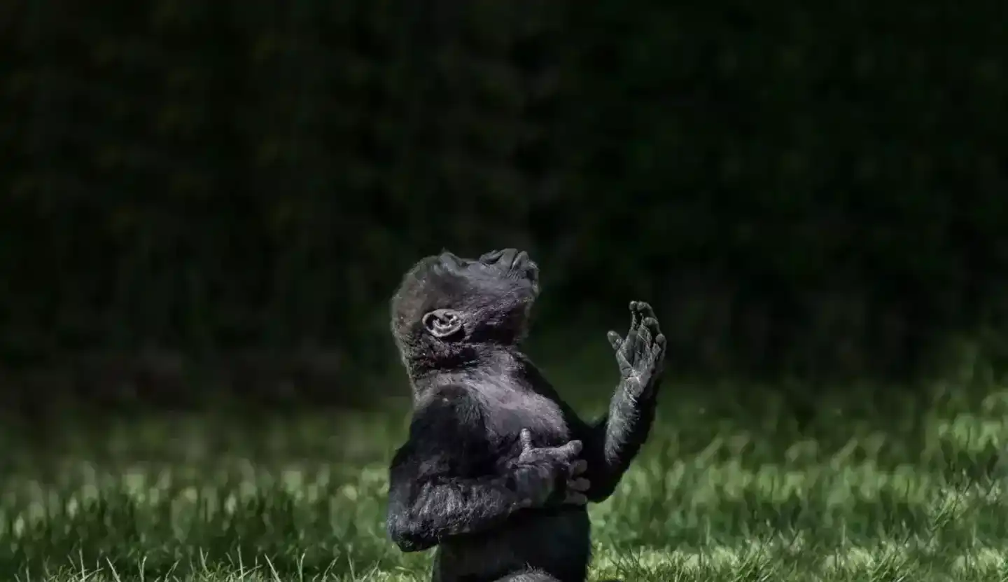 How the western lowland gorilla functions as an umbrella species