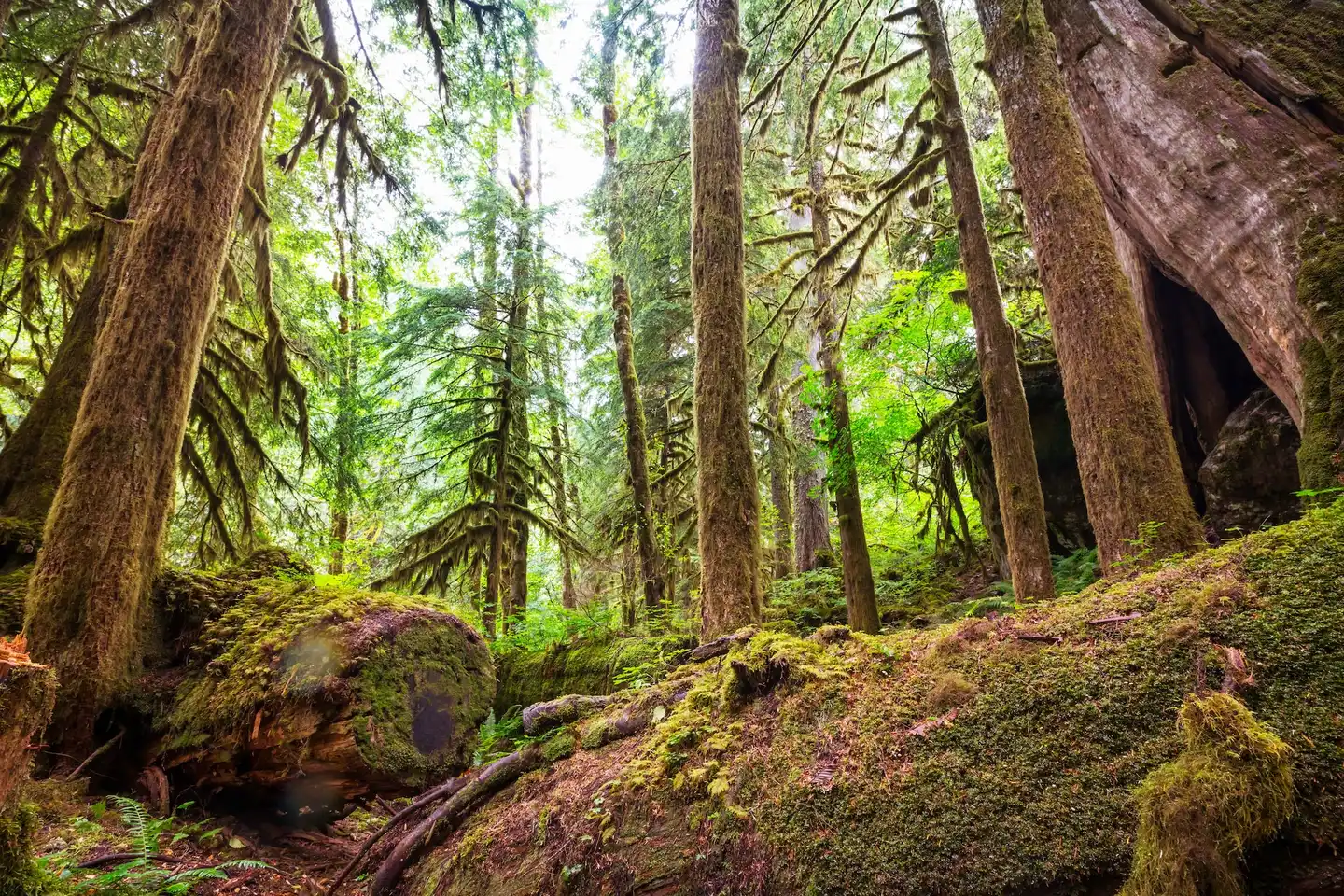 Protecting America's old-growth forests: A call for immediate action