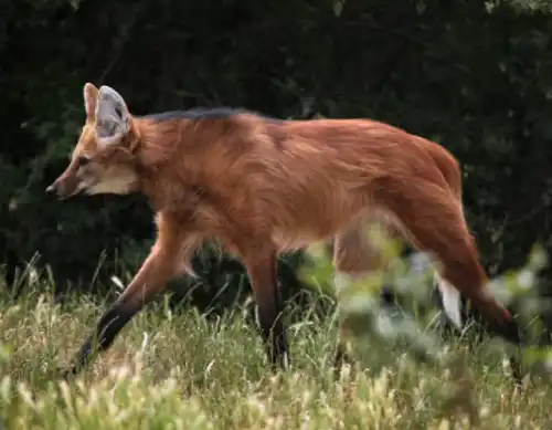 Maned wolf (Chrysocyon brachyurus)