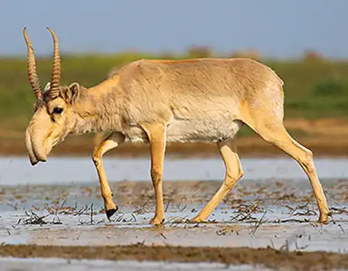 Saiga antelope (Saiga tatarica)