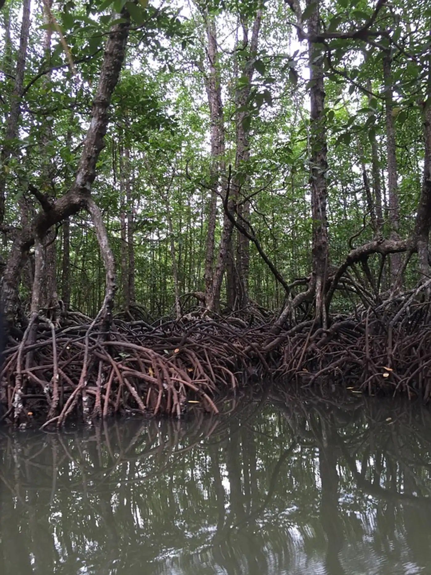 Peninsular Malaysian & Sumatran Tropical Rainforests (IM18)