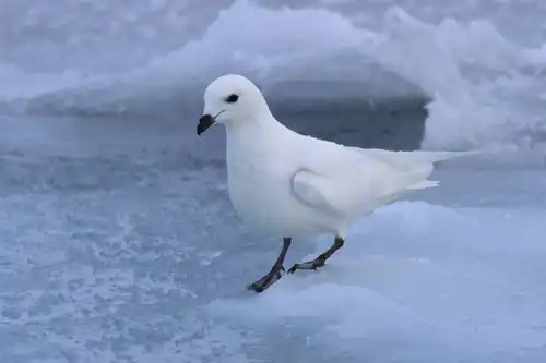 Snow petrel (Pagodroma nivea)