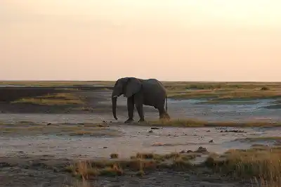 Southwest African Coastal Drylands (AT10)