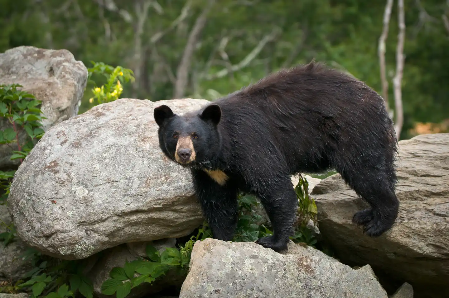The American black bear: From sacred stories to suburban shadows