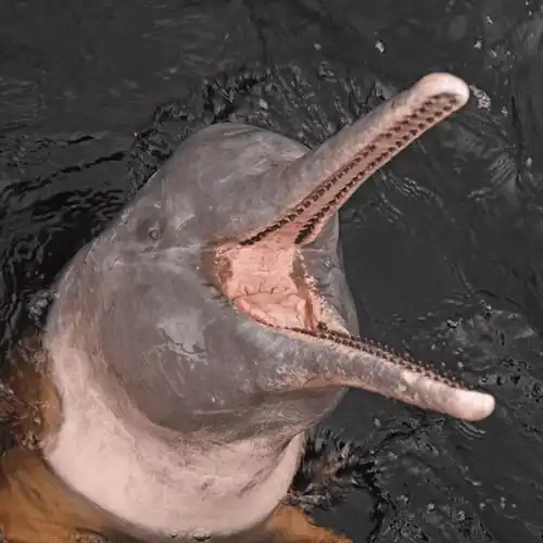 Amazon river dolphin (Inia geoffrensis)