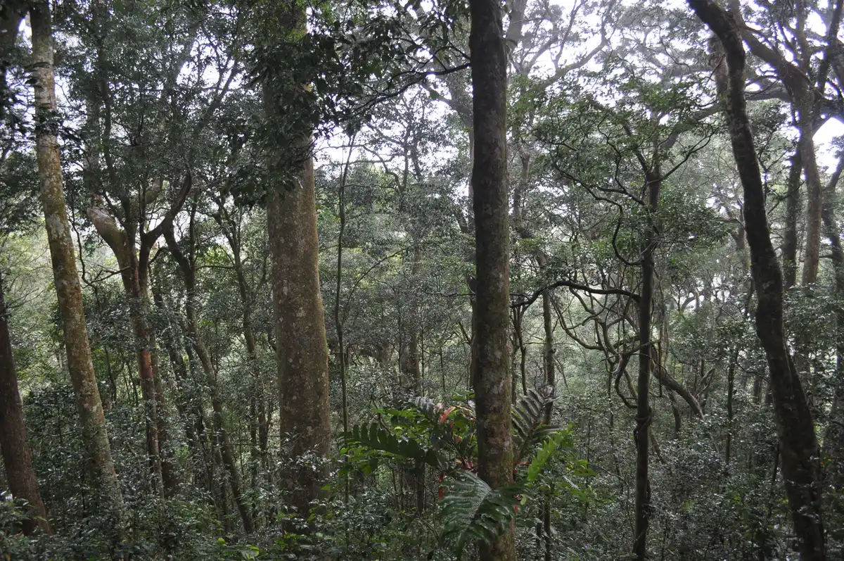 South China Subtropical Evergreen & Monsoon Forests (IM13)