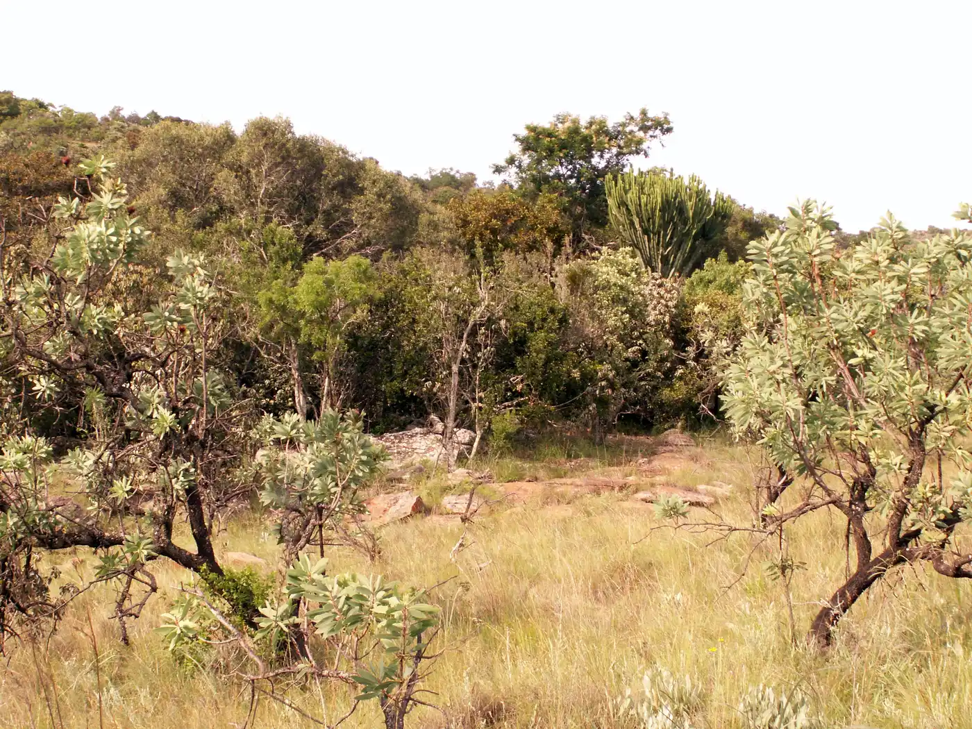 Southeast African Subtropical Grasslands (AT8)
