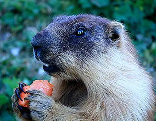 Mongolian marmot (Marmota sibirica)