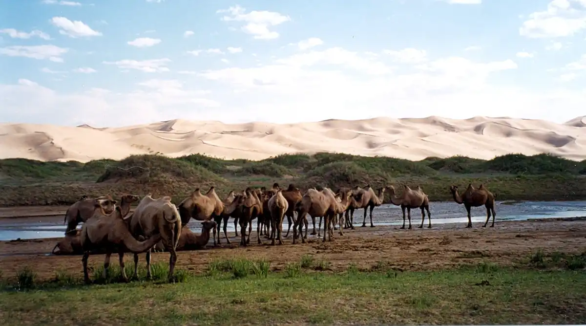 Greater Gobi Desert (PA43)