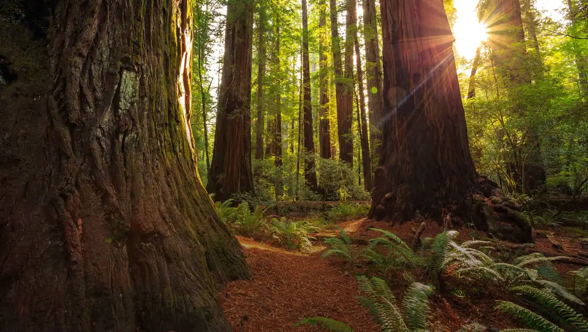 Forests