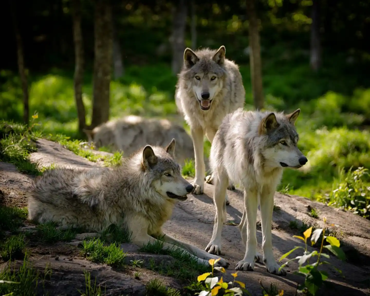 Study finds rewilding large mammal groupings help ecosystem restoration
