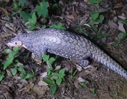 Chinese pangolin (Manis pentadactyla)