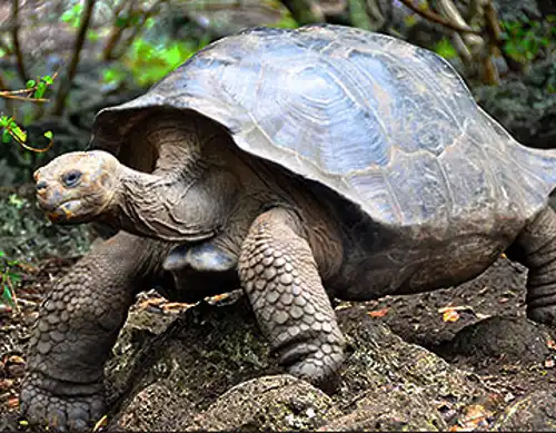 Galâpagos giant tortoise (Chelonoidis niger)