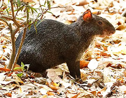 Mexican agouti (Dasyprocta mexicana)