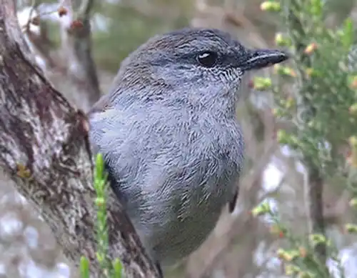 Reunion cuckoo-shrike (Coracina newtoni)
