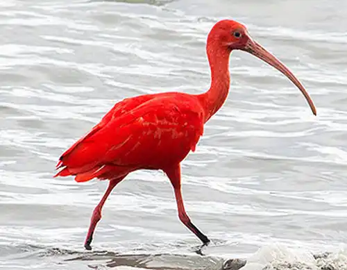 Scarlet ibis (Eudocimus ruber)