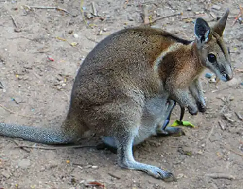 Bridled nailtail wallaby (Onychogalea fraenata)