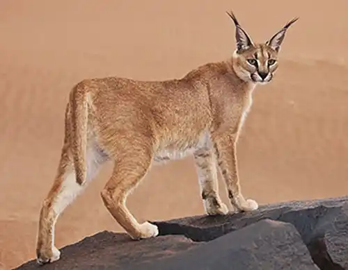 Caracal (Caracal caracal)