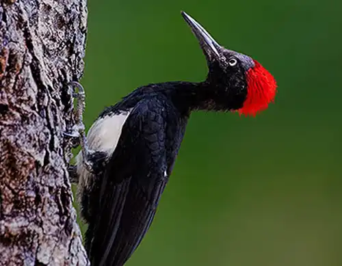 Tristam's woodpecker (dryocopus javensis richardsi)