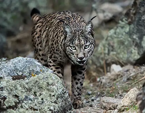Iberian Lynx (Lynx pardinus)