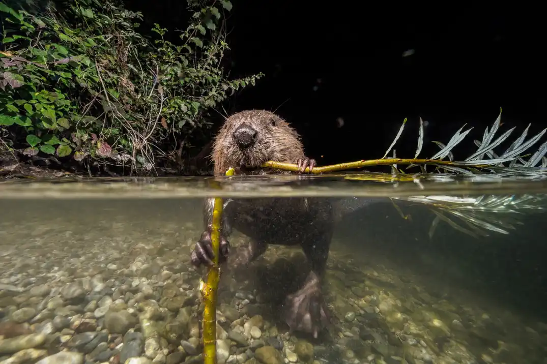 Species Rewilding
