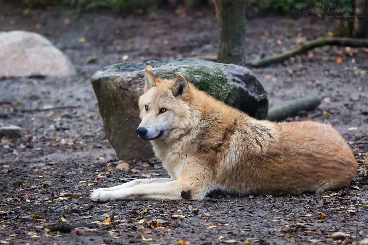 Eastern timber wolves: fascinating apex predators vital to forest health
