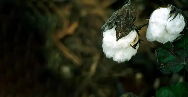Sustainable Fiber & Pulp