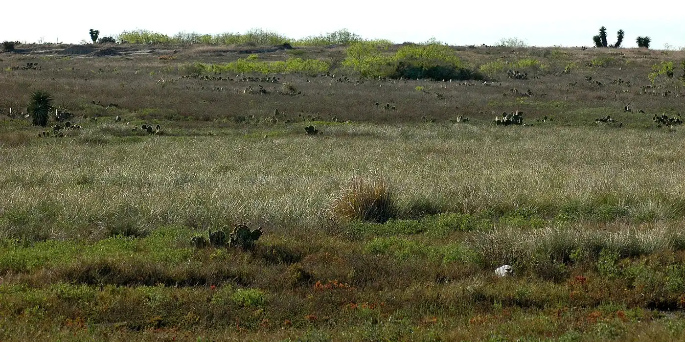 Western Gulf Coastal Grasslands (NA27)