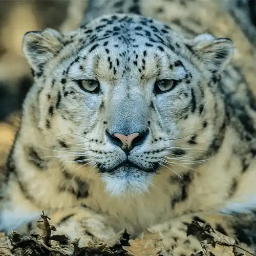 Snow leopard (Panthera uncia)