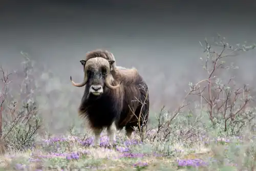 Muskox (Ovibos moschatus)