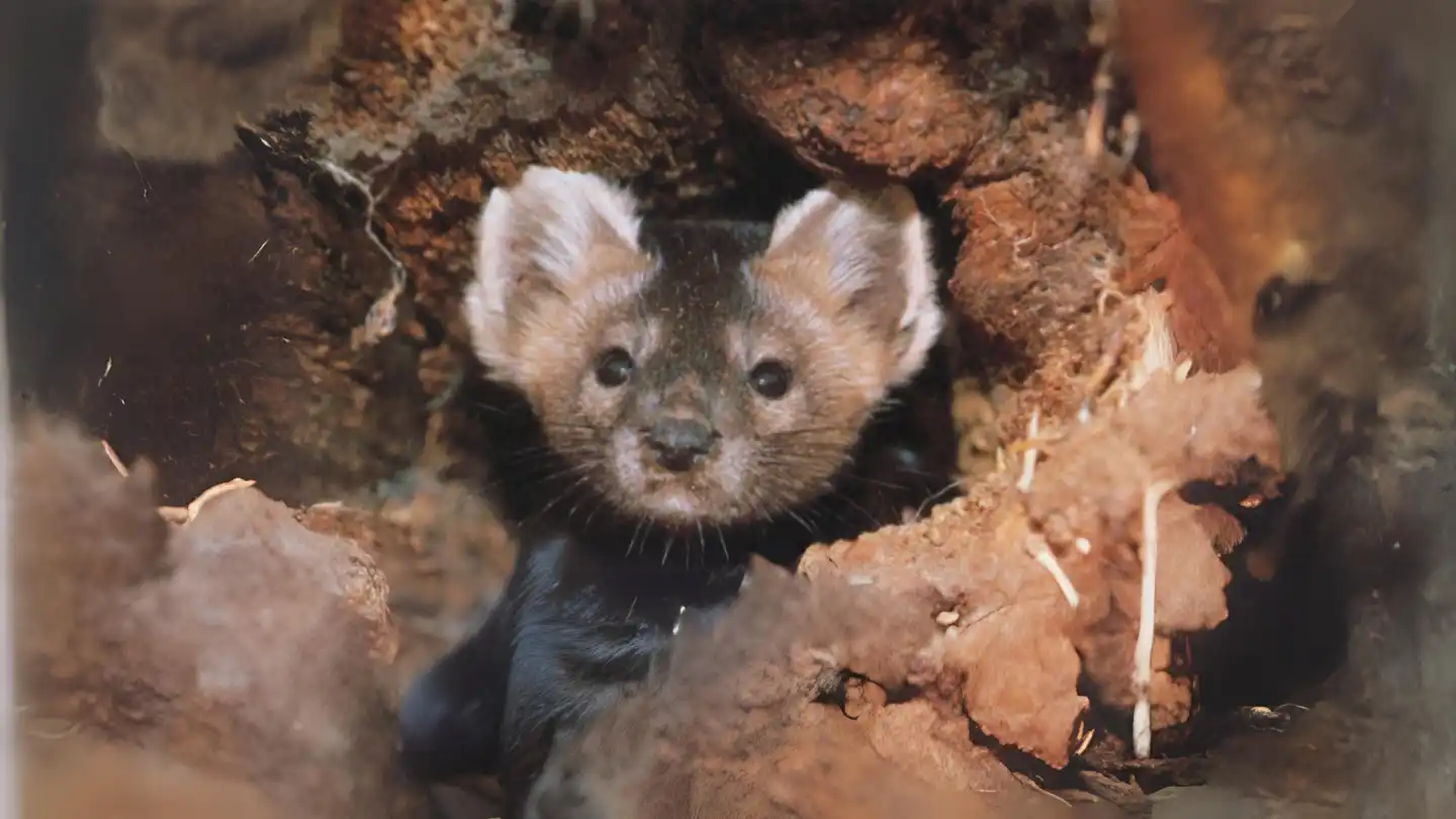 Sable: Master of the taiga forests & conservation indicator