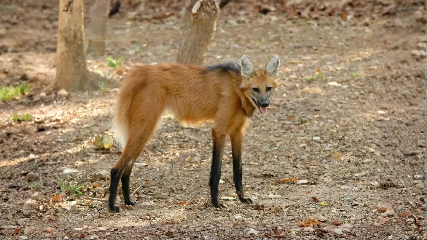 The maned wolf: Long-legged icon of the South American grasslands