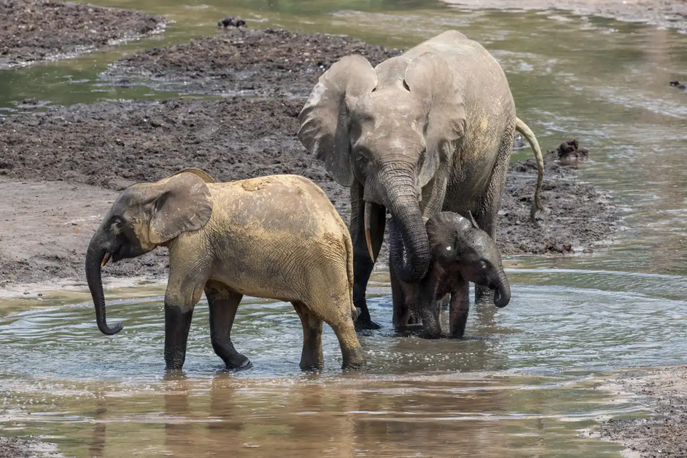 Expanding Protection of Elephants in the Central Afrotropics Region