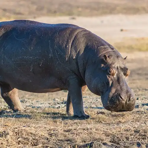 Hippopotamus (Hippopotamus amphibius)